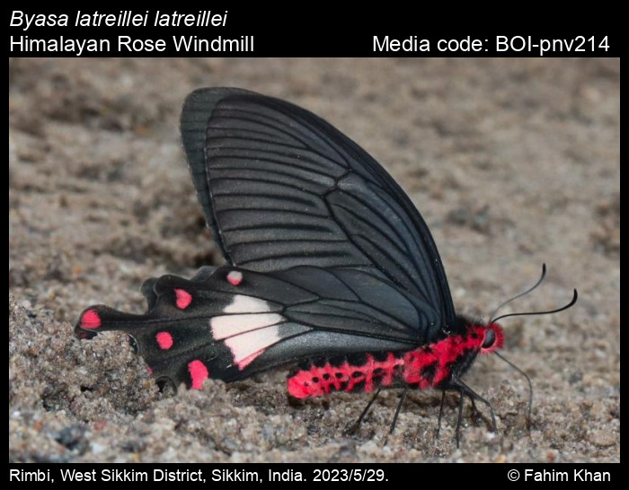 Byasa latreillei (Donovan, 1826) Rose Windmill Butterfly